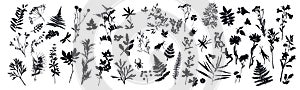 Set of silhouettes of botanical elements and insects. Herbarium. Branches with leaves, herbs, flowers, wild plants. Collection of