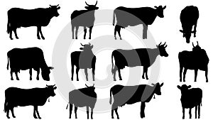 Set silhouettes of cows and bulls photo