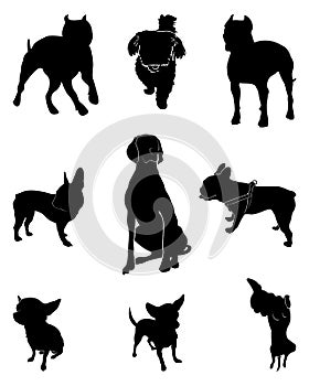 Set silhouettes dogs. Different breeds dogs in positions.