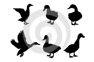 Set of silhouettes of ducks vector design white isolated