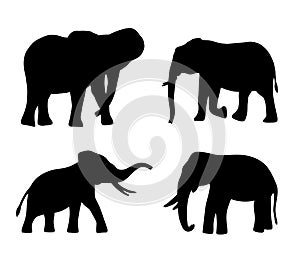 Set of silhouettes of elephants isolated on white.