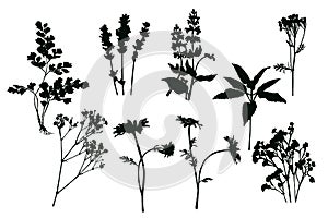 Set of silhouettes of field herbs and flowers. Black imprint on white background