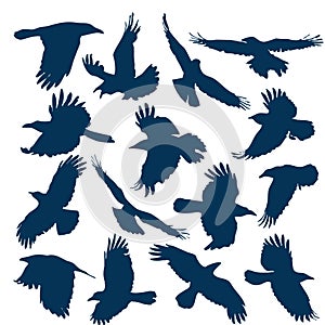 A set of silhouettes of flying crows (15 pieces) photo
