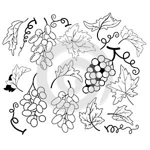 Set of silhouettes of grape leaves, bunches of grapes and a curly mustache. Ideal for golden stamping on a wine label, wedding inv