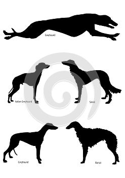 Set of silhouettes of greyhound dogs photo