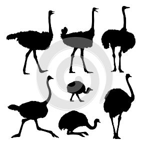 Set silhouettes of ostriches.