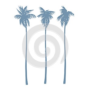 Set of silhouettes of palm trees in a realistic style. Vector image isolated on white.