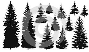 Set of Pine Trees