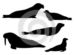 Set of silhouettes of pinnipeds