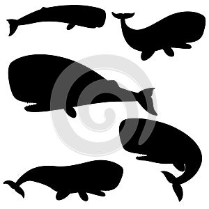 Set of silhouettes sperm whale