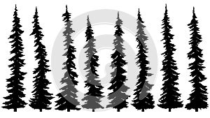 Set of silhouettes of thin tall firs.