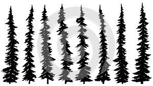 Set of silhouettes of thin tall firs.