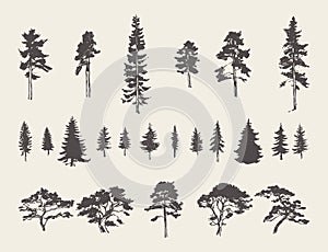 Set silhouettes trees pine fir cedar vector sketch