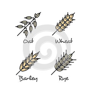 Set with Simple Porridge Cereals Icons: Oat Seeds, Rye, Wheat and Barley Healthy Breakfast Vector Concept