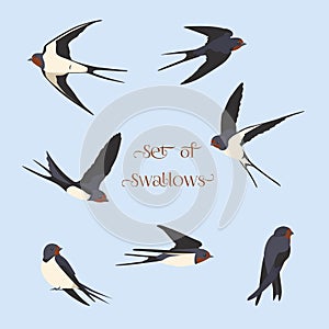 Set of simple swallows