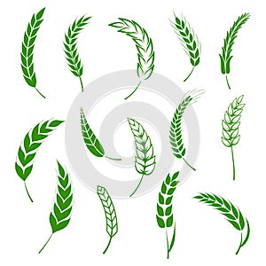 Set of simple wheats ears green icons and grain design elements for beer, organic wheats local farm fresh food, bakery