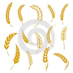 Set of simple wheats ears icons and grain design elements for beer, organic wheats local farm fresh food, bakery themed