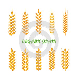 Set of simple wheats ears icons and wheat design elements for beer, organic wheats local farm fresh food, bakery themed