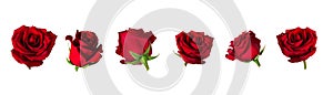 Set of six beautiful red rose flowerheads with sepals isolated on white background photo