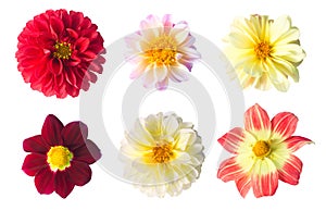 Set of six dahlia flowers isolated on a white background
