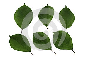 Set of six green leaves of cherry isolated on white background