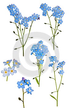 Set of six light blue forget-me-not branches