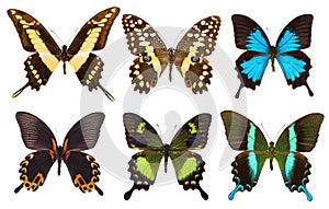 Set of six tropical swallowtail butterflies isolated