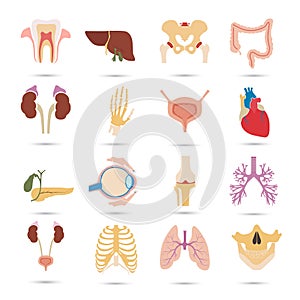 Set of sixteen human organs and anatomic parts color flat icons