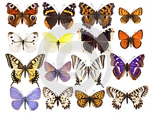 Set of sixteen various vibrant European butterflies