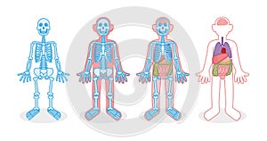 Set skeleton internal organs