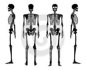 Set of Skeleton silhouette Human bones hands, legs, chests, heads, vertebra, pelvis, Thighs front back side view. Flat