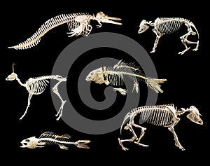 Set of skeletones photo