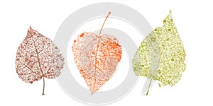 Set of skeletons leaves. Fallen foliage for autumn designs. Natural leaf of aspen and birch. Colored Vector illustration