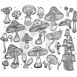 Set of Sketch of mushrooms photo