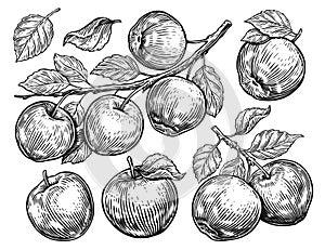 Set of sketches with apples and leaves. Hand drawn illustration with fruits. Vintage sketch engraving