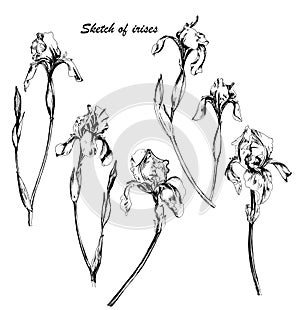 Set of sketches hand drawn flowers irises. Monochrome vector illustration. Botanical drawing of irises.