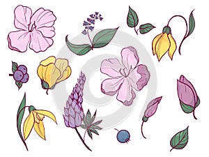 Set of sketches and line doodle. Flowers, buds, leaves, berries