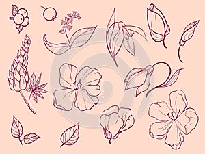 Set of sketches and line doodle. Thirteen elements. Flowers, bud