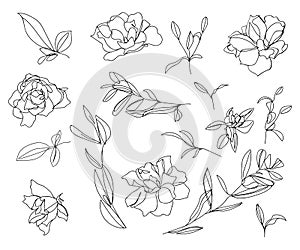 Set of sketches and line doodles. Isolated flowers, leaves - for decoration prints, labels, patterns. - Vector illustration.