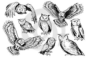 Set of sketches of owls.