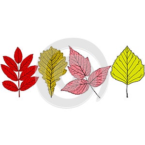 Set sketches silhouettes leaves on white background illustration