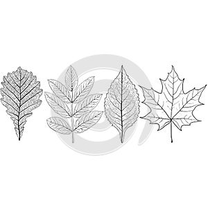 Set sketches silhouettes leaves on white background illustration