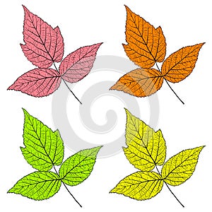 Set sketches silhouettes leaves on white background illustration