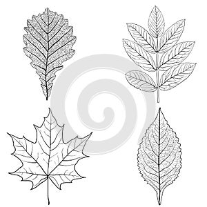 Set sketches silhouettes leaves on white background illustration