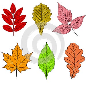 Set sketches silhouettes leaves on white background illustration