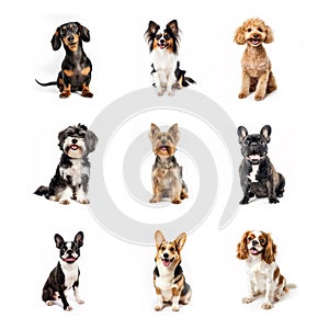 Set of Small Breed Pet Dogs on White