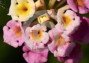 Set of small colored flowers