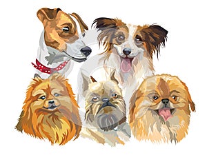 Set of small dog breeds