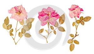 Set of small dried roses pressed