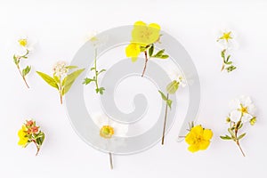 Set of small flowers of the buttercup family white and yellow on a white background, cinquefoil, anemone, daisy, spirea